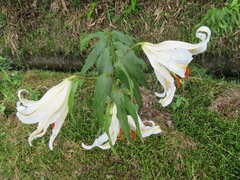 Lilium auratum