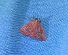 Arctioblepsis rubida