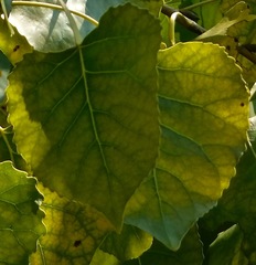 Populus fremontii fremontii