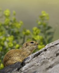 Spermophilus taurensis