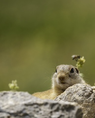 Spermophilus taurensis