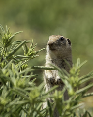 Spermophilus taurensis