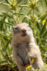 Spermophilus taurensis