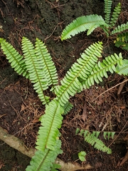 Nephrolepis