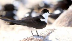 Onychoprion fuscatus