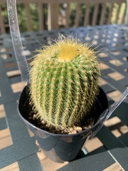 Cephalocereus polylophus