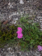 Dianthus alpinus