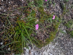 Dianthus alpinus