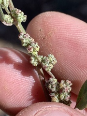 Chenopodium atrovirens