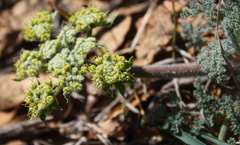 Lomatium dasycarpum