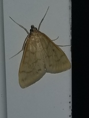 Hahncappsia pergilvalis