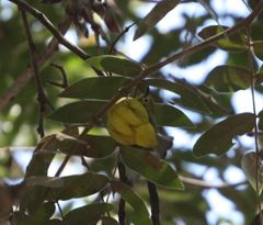 Zosterops anderssoni