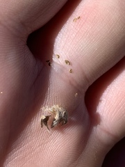 Potentilla concinna proxima