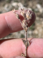Potentilla concinna proxima