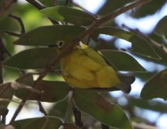 Zosterops anderssoni