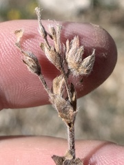 Potentilla concinna proxima