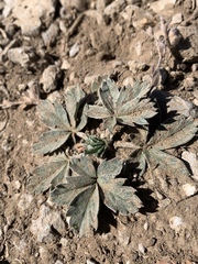 Potentilla concinna proxima