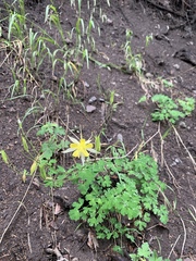 Aquilegia chrysantha