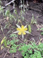 Aquilegia chrysantha