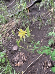 Aquilegia chrysantha