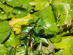 Ludwigia taiwanensis