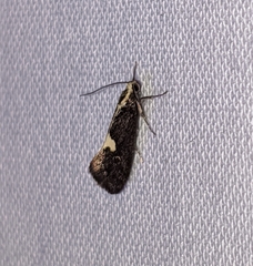 Polix coloradella