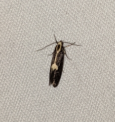 Polix coloradella