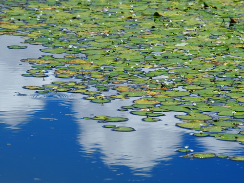 Image of Nymphoides hydrophyllum by no rights reserved