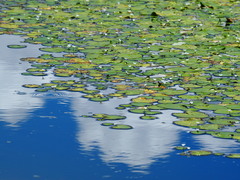 Nymphoides hydrophylla