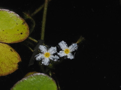 Nymphoides hydrophylla