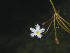 Nymphoides hydrophylla