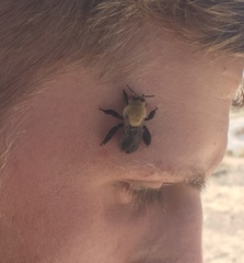 Centris caesalpiniae