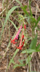 Ipomopsis aggregata collina