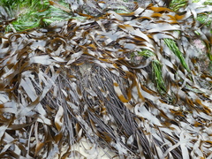 Laminaria sinclairii