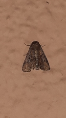 Noctuoidea