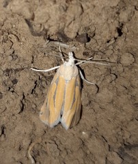 Pelochrista caniceps
