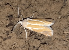 Pelochrista caniceps