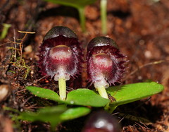 Corybas grumulus