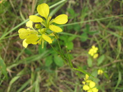 Brassica juncea