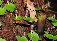Corybas grumulus