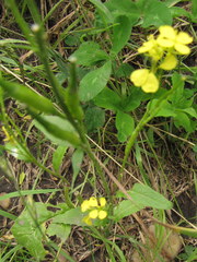 Brassica juncea