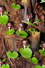 Corybas grumulus
