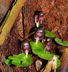 Corybas grumulus