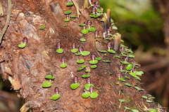 Corybas grumulus