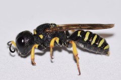 Lestica confluenta
