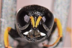 Lestica confluenta
