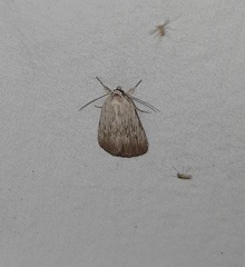 Oncocnemidinae