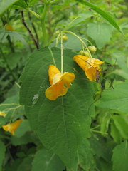 Impatiens
