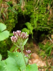 Adenostyles alliariae