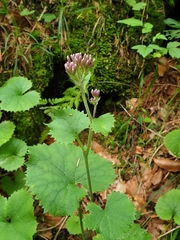 Adenostyles alliariae